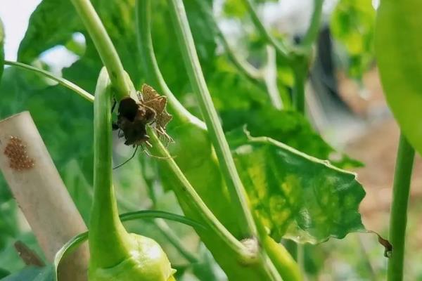 辣椒苗生虫子怎么防治，要先确定为哪种虫害