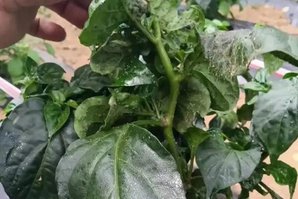 辣椒苗生虫子怎么防治，要先确定为哪种虫害