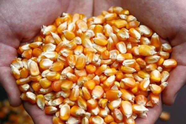 铁研30号玉米种简介，春播生育期135天左右