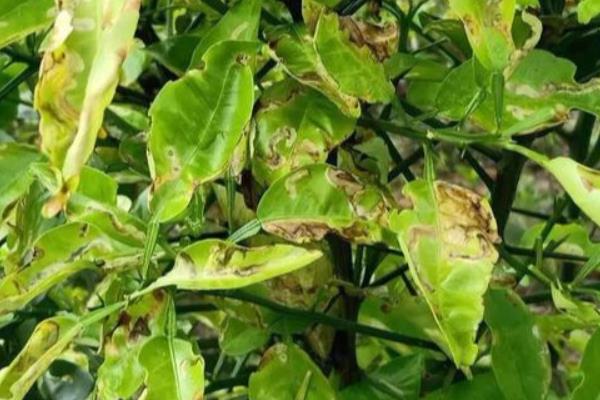 辣椒苗生虫子怎么防治，要先确定为哪种虫害