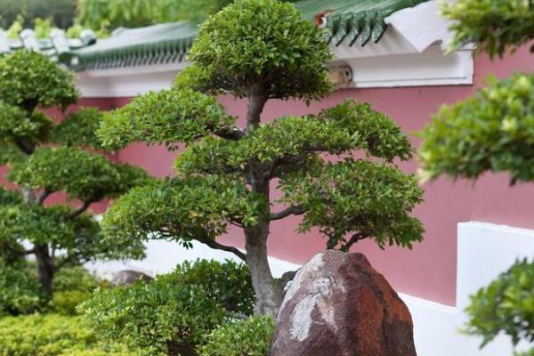 罗汉松能不能结果，罗汉松不仅可以开花还能结出果实