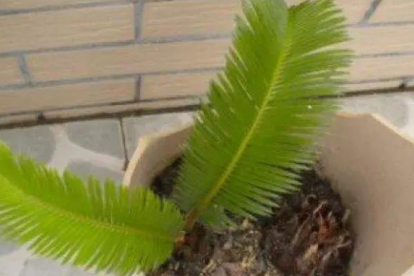 铁树怎么分株繁殖，挖出健康的分株、修剪根系并经过消毒后再栽入基质中