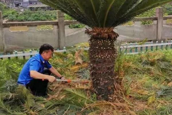 铁树怎么分株繁殖，挖出健康的分株、修剪根系并经过消毒后再栽入基质中