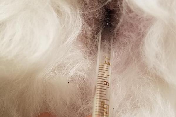 怎么才能知道狗狗有没有发烧，最直接的办法就是给它测量体温