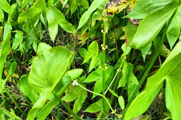 茨菇的种植时间，在4月下旬到5月上旬插播顶芽