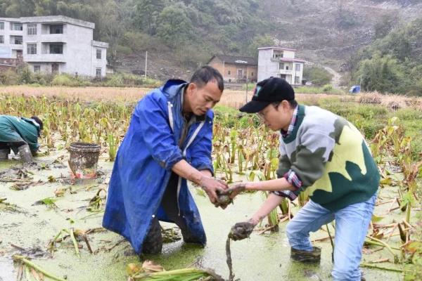茨菇的种植时间，在4月下旬到5月上旬插播顶芽