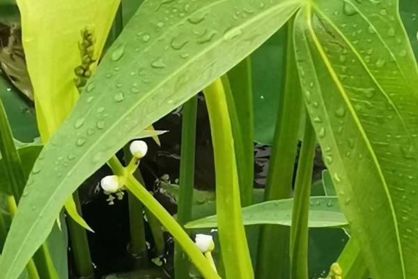茨菇的种植时间，在4月下旬到5月上旬插播顶芽