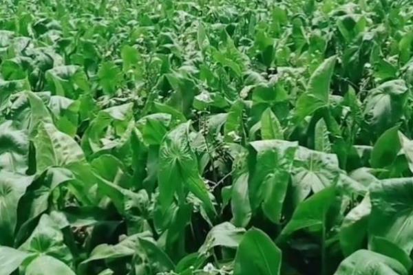 茨菇的种植时间，在4月下旬到5月上旬插播顶芽
