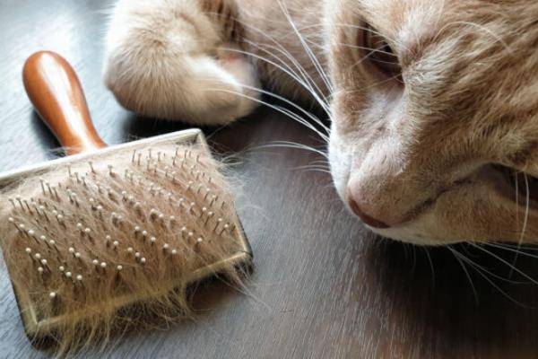 猫咪为什么会得猫癣，皮肤抵抗力下降时就会引发猫癣
