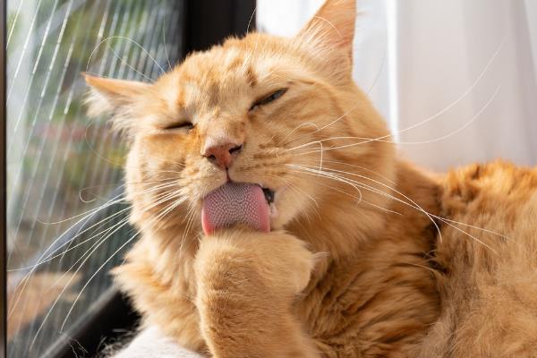 猫咪为什么会得猫癣，皮肤抵抗力下降时就会引发猫癣