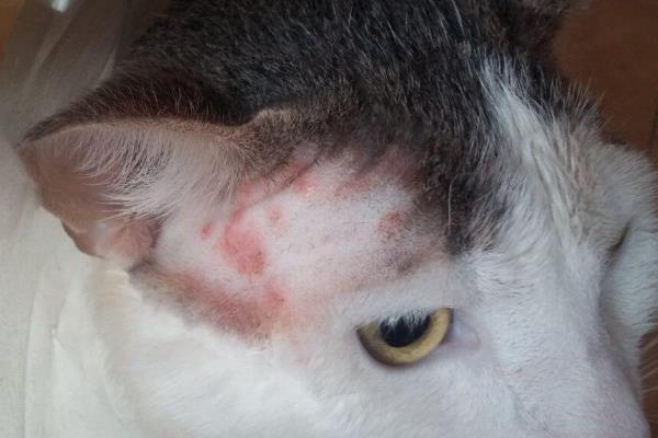 猫咪为什么会得猫癣，皮肤抵抗力下降时就会引发猫癣