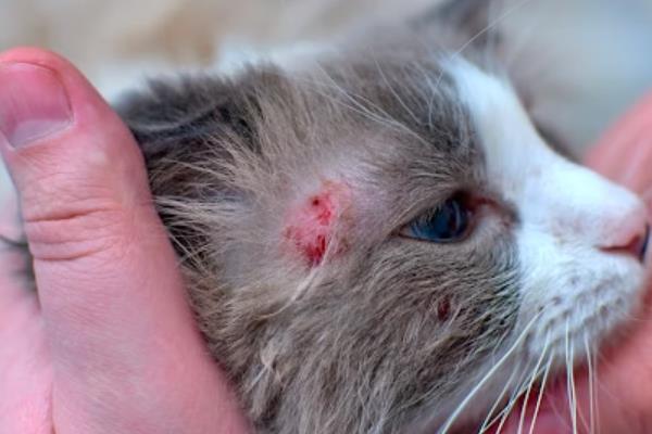 猫咪为什么会得猫癣，皮肤抵抗力下降时就会引发猫癣