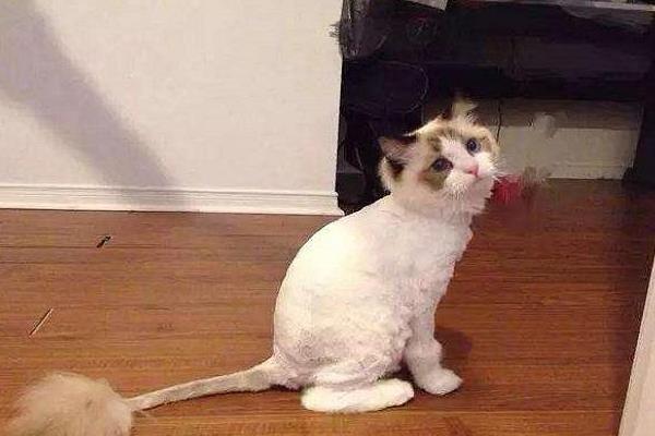 猫咪为什么会得猫癣，皮肤抵抗力下降时就会引发猫癣