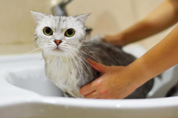 猫咪为什么会得猫癣，皮肤抵抗力下降时就会引发猫癣