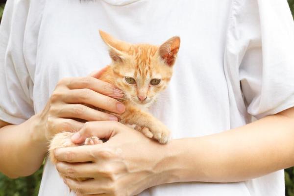 怎样正确的抱猫咪，先轻轻抚摸让它习惯后再抱起