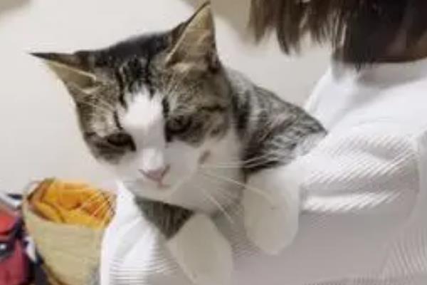 怎样正确的抱猫咪，先轻轻抚摸让它习惯后再抱起