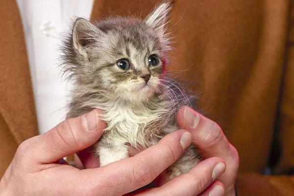 怎样正确的抱猫咪，先轻轻抚摸让它习惯后再抱起