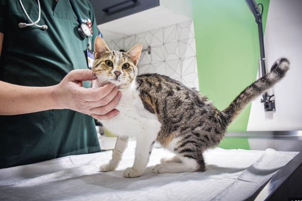 猫咪为什么会得猫癣，皮肤抵抗力下降时就会引发猫癣
