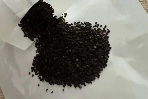 哪里有卖铜钱桉种子，在福建、广西、广东等地有分布
