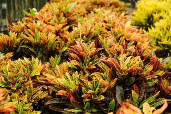 撒金榕盆栽能养在家里吗，可以养在家里