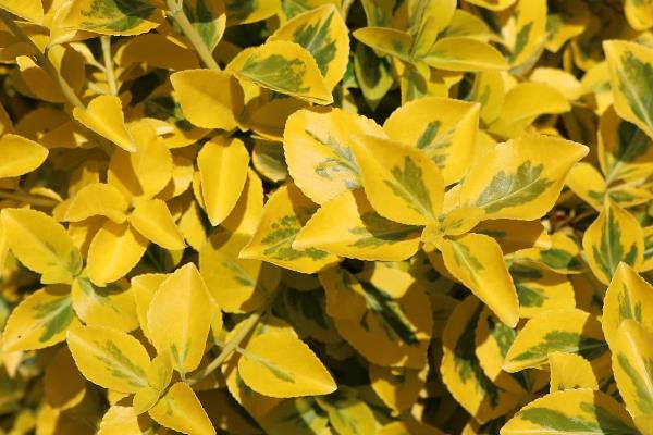 撒金榕盆栽能养在家里吗，可以养在家里