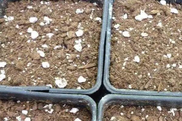 撒金榕盆栽能养在家里吗，可以养在家里