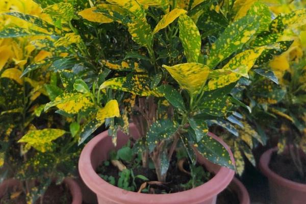 撒金榕盆栽能养在家里吗，可以养在家里