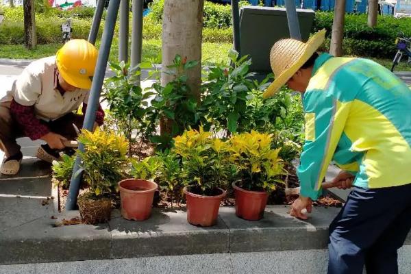 撒金榕盆栽能养在家里吗，可以养在家里