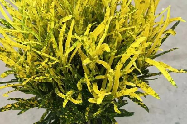 撒金榕盆栽能养在家里吗，可以养在家里