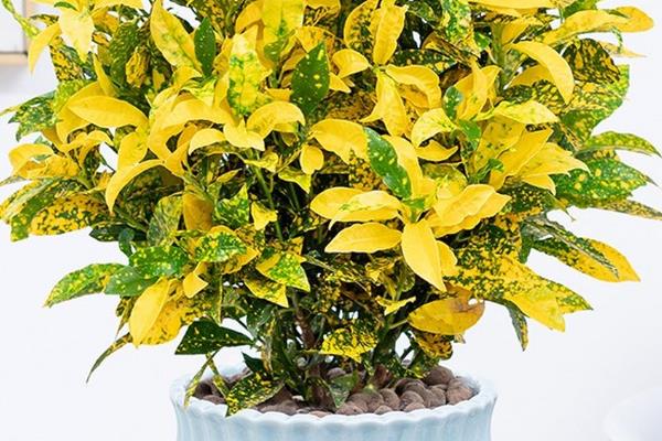 撒金榕盆栽能养在家里吗，可以养在家里
