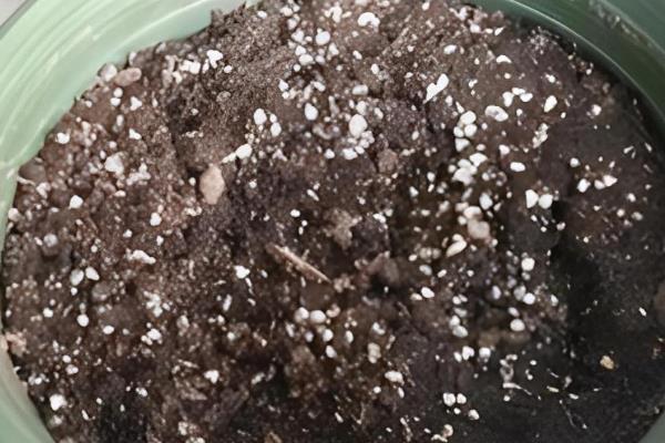 香雪兰的养殖方法，种植时最好是用浅盆