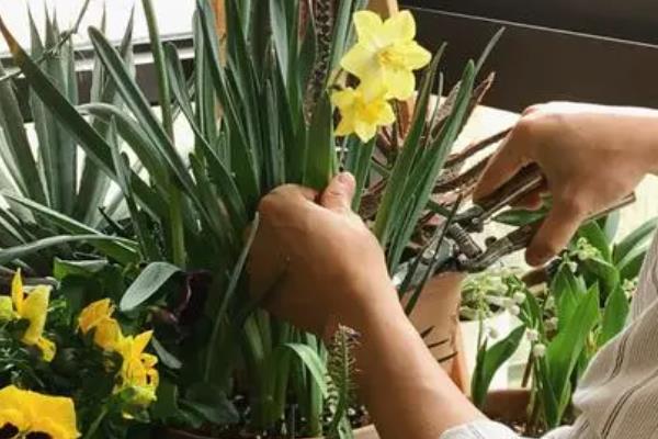 黄水仙花开完花后怎么处理，将残花和枯黄的枝叶剪掉