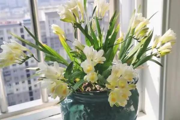 香雪兰的养殖方法，种植时最好是用浅盆