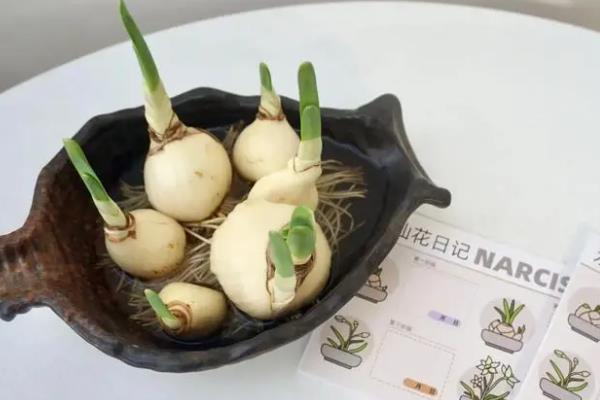 黄水仙花开完花后怎么处理，将残花和枯黄的枝叶剪掉