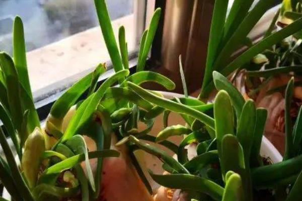 黄水仙花开完花后怎么处理，将残花和枯黄的枝叶剪掉