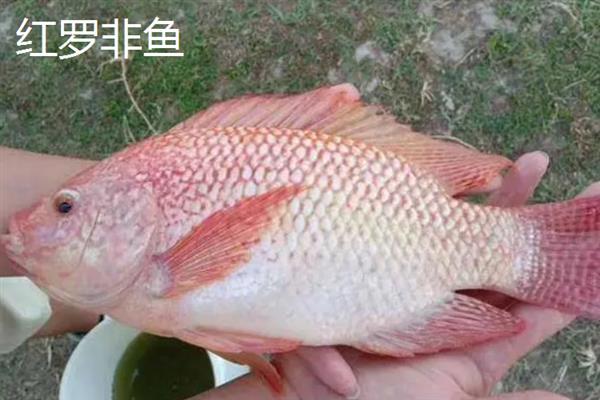 罗非鱼的品种，常见的有红罗非鱼、尼罗罗非鱼等