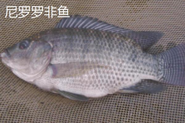 罗非鱼的品种，常见的有红罗非鱼、尼罗罗非鱼等
