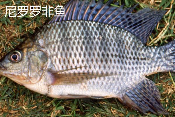 罗非鱼的品种，常见的有红罗非鱼、尼罗罗非鱼等