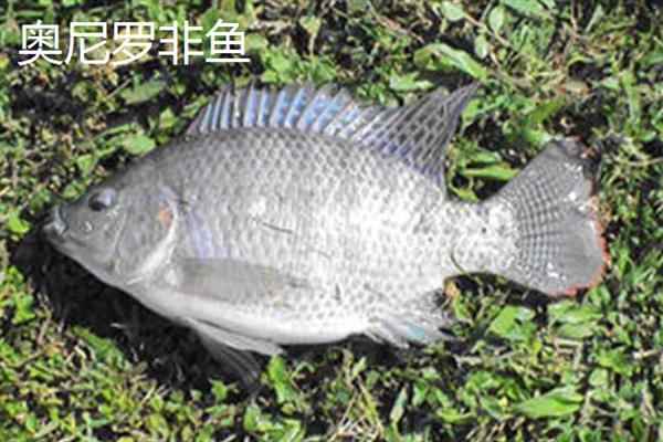 罗非鱼的品种，常见的有红罗非鱼、尼罗罗非鱼等