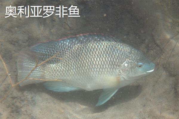 罗非鱼的品种，常见的有红罗非鱼、尼罗罗非鱼等