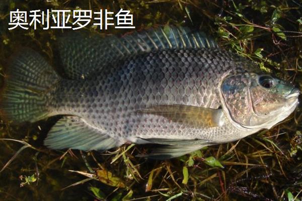 罗非鱼的品种，常见的有红罗非鱼、尼罗罗非鱼等