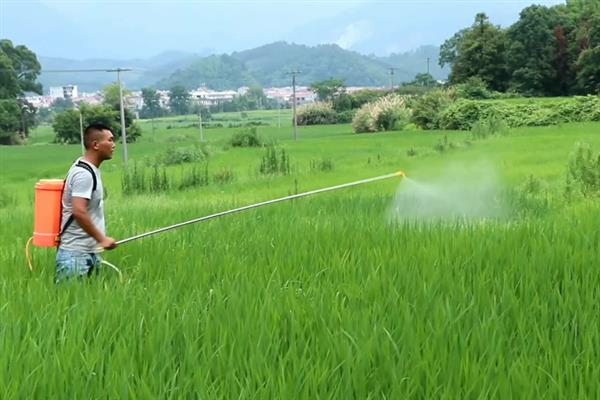 水稻钻心虫用什么药防治，可使用阿维菌素、茚虫威等