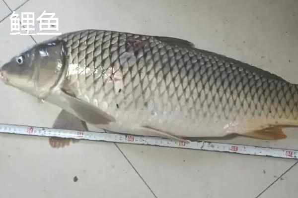 鲫鱼是鲤鱼吗，二者是不同种类的鱼