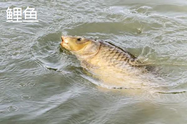 鲫鱼是鲤鱼吗，二者是不同种类的鱼