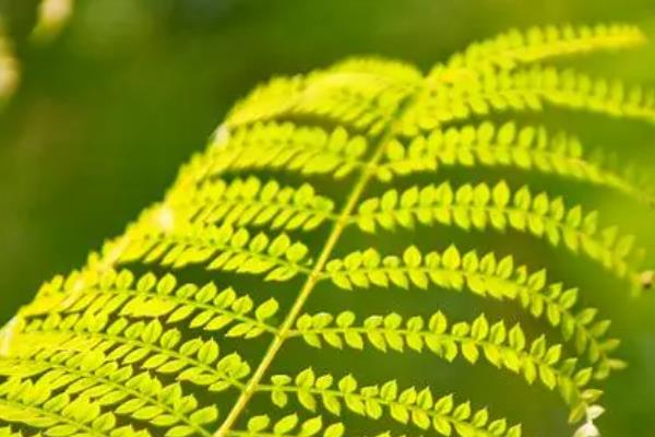 蓝花楹和凤凰木的区别，叶片、树干和果子均不同