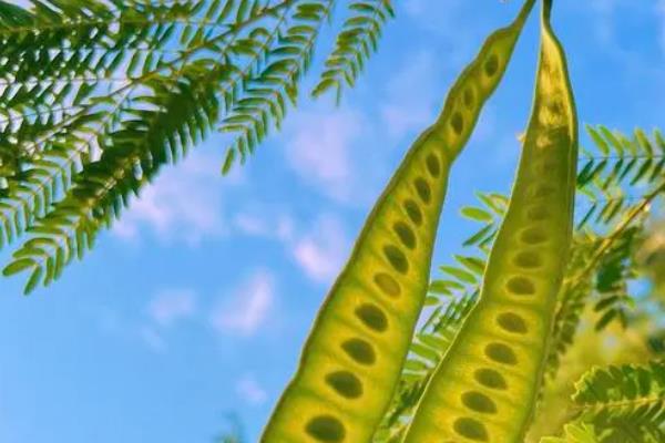 蓝花楹和凤凰木的区别，叶片、树干和果子均不同