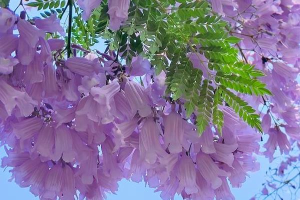 蓝花楹和凤凰木的区别，叶片、树干和果子均不同