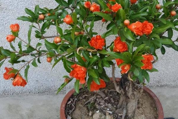 石榴花的养殖方法，在成长期一般十天左右施肥一次