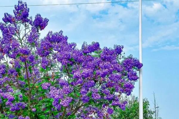 蓝花楹和凤凰木的区别，叶片、树干和果子均不同
