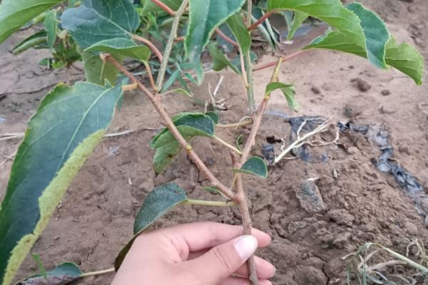 软枣猕猴桃适合什么地方种植，适合在东北地区、西北地区等地种植